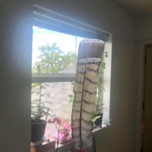 One Authentic Grouse feather - Picture 3 of 3